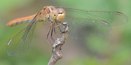 Réf. 308 722 : Sympetrum meridionale